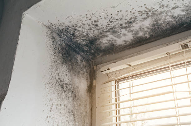 Trusted Bathroom Mold Removal service in Elon, NC - Cheap Mold Removal