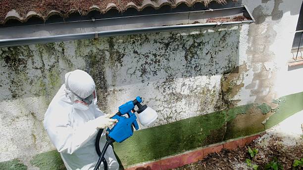 Trusted Mold Remediation service in Elon, NC - Cheap Mold Removal